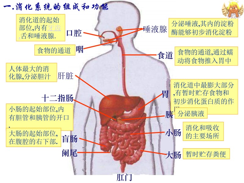 七年级生物消化和吸收2[精选文档].ppt_第2页