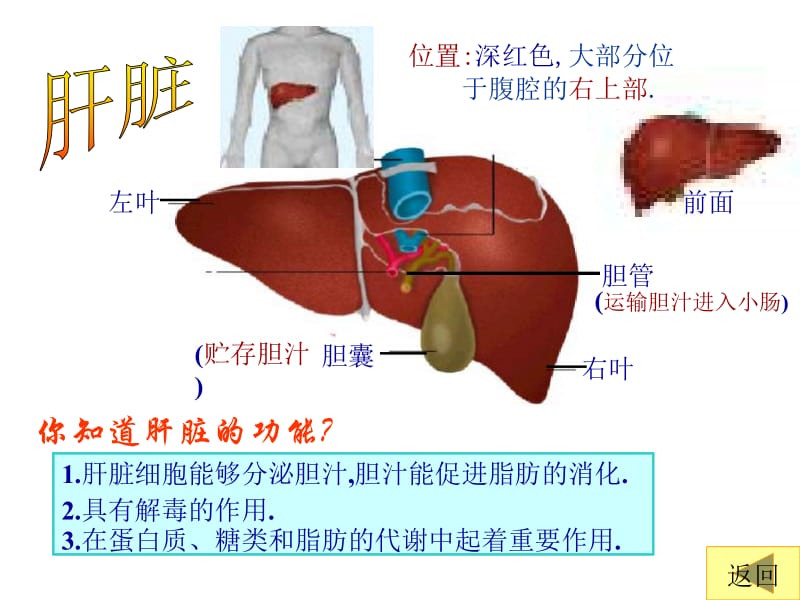 七年级生物消化和吸收2[精选文档].ppt_第3页