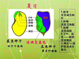 人教版七上第二章第一节种子的萌发（共18张PPT）[精选文档].ppt