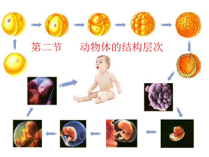 人教版七上第二单元第三章第二节动物体的结构层次（共40张PPT）[精选文档].ppt