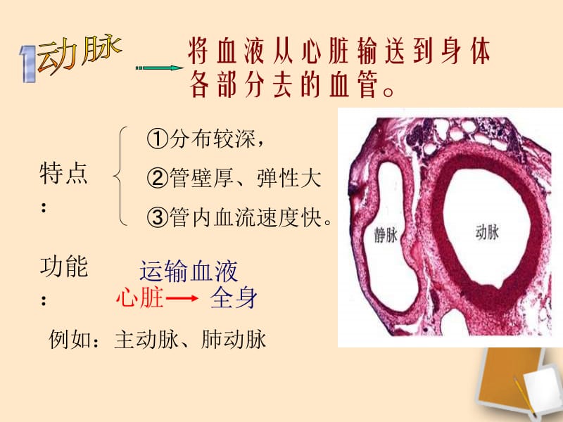 七年级生物下册第四章第三节输送血液的泵—心脏课件人教新课标版[精选文档].ppt_第3页