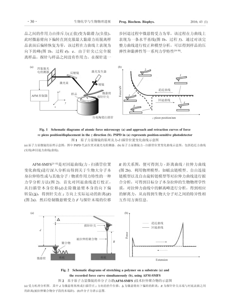 AFM单分子力谱技术及其在活体细胞和菌体表面生物大分子研究中的最新进展.pdf_第3页