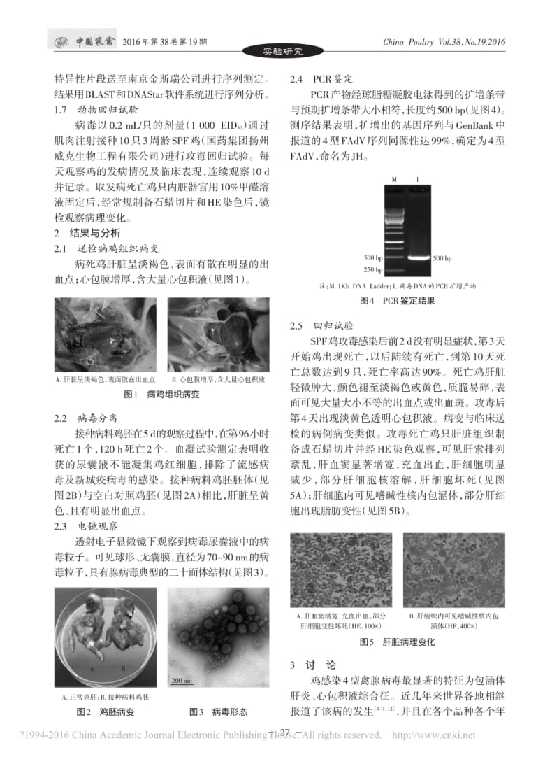 一株高致病性血清4型禽腺病毒的分离与鉴定_梁广成.pdf_第3页