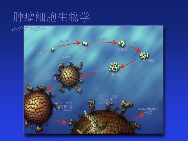 当前癌症的治疗对策及其机理.ppt_第3页