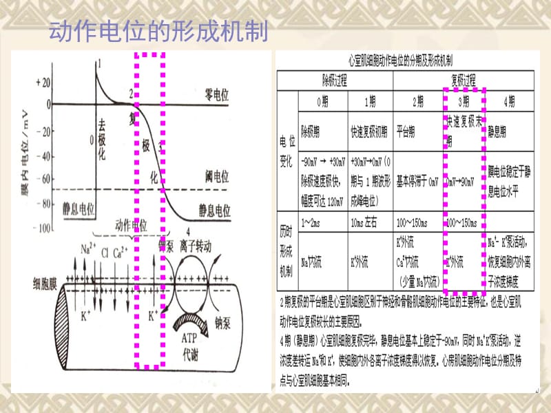 T波倒置的认识与诊断(2014年金华心血管年会).ppt_第2页