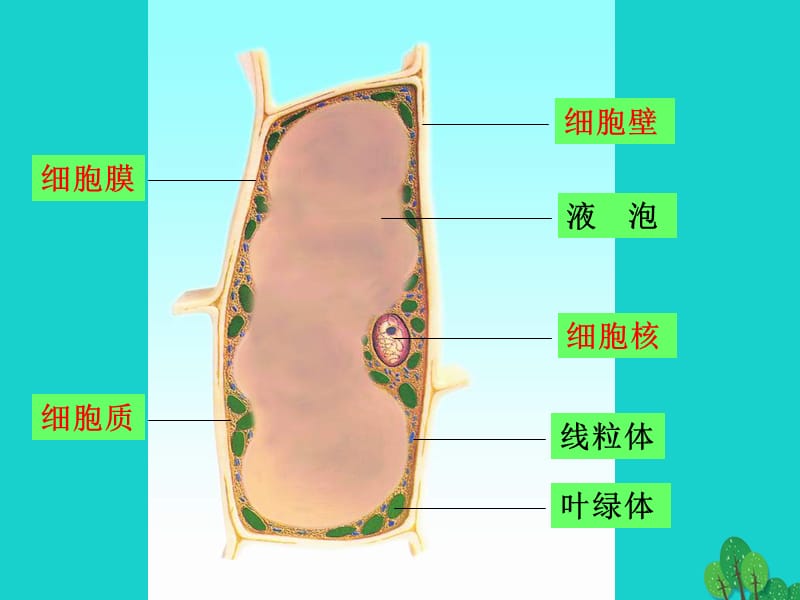 七年级生物上册2_3_2人和动物细胞结构与功能课件（新版）苏教版.pptx_第1页