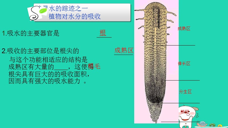 七年级生物上册第三单元第三章 绿色植物与生物圈的水循环课件 （新版）新人教版.pptx_第3页