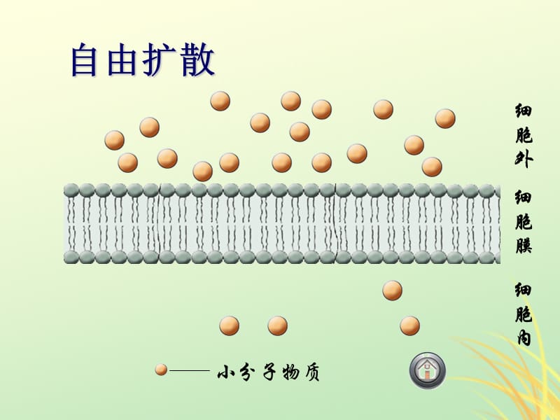 2019高中生物专题4.3物质的跨膜运输的方式同步课件新人教版.pptx_第3页