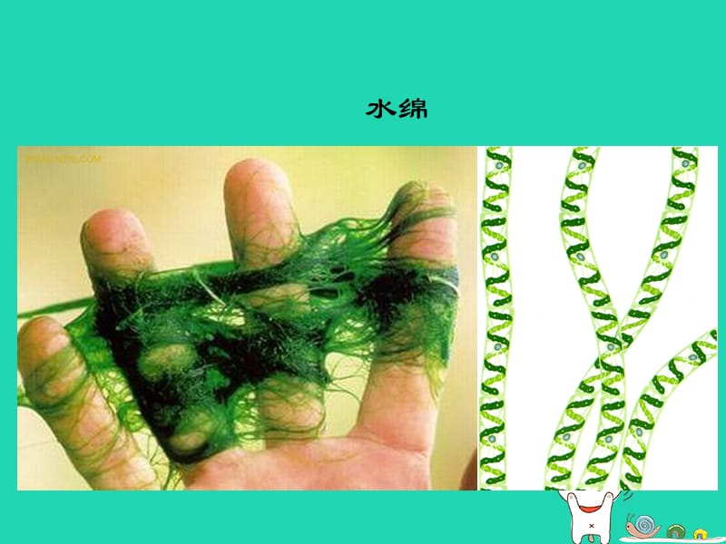 七年级生物上册2.4.1《生物的分类方法》组图展示：植物的分类素材（新版）济南版.pptx_第2页