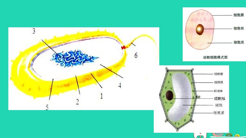 七年级生物下册6.1.2《细菌》课件1鲁科版五四制.pptx_第3页