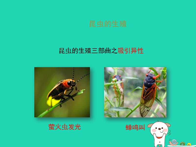 八年级生物上册4.2.1《昆虫的生殖和发育》课件（新版）济南版.pptx_第3页