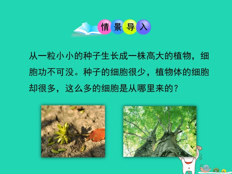 七年级生物上册1.2.2《细胞的分裂与分化》课件（新版）济南版.pptx_第1页