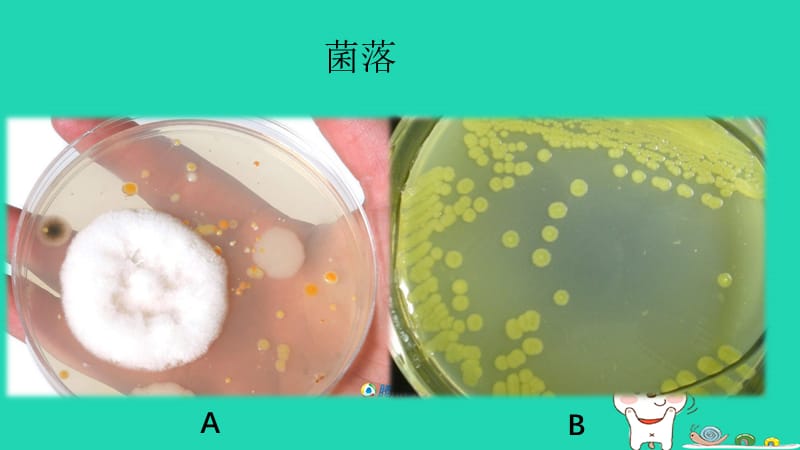 七年级生物下册6.1.1《细菌和真菌的分布》课件1鲁科版五四制.pptx_第1页