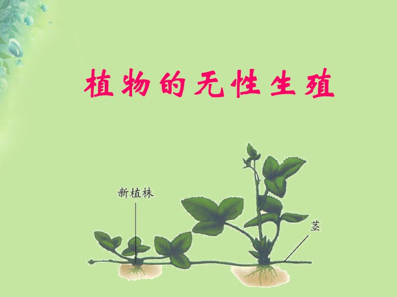 八年级生物 第一章第七节植物的无性生殖课件（新版）济南版.pptx_第1页