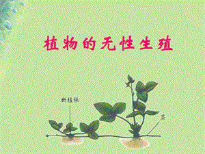 八年级生物 第一章第七节植物的无性生殖课件（新版）济南版.pptx