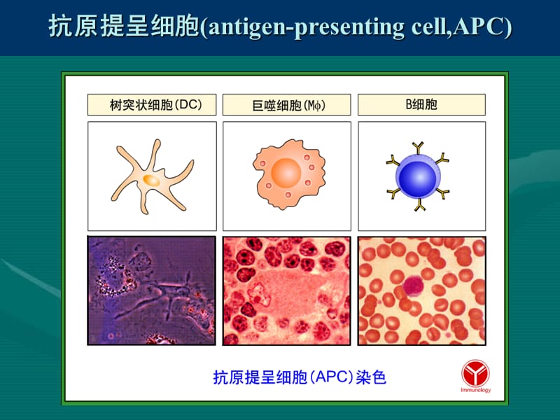 11_抗原提呈细胞与抗原的处理及提呈.ppt_第3页