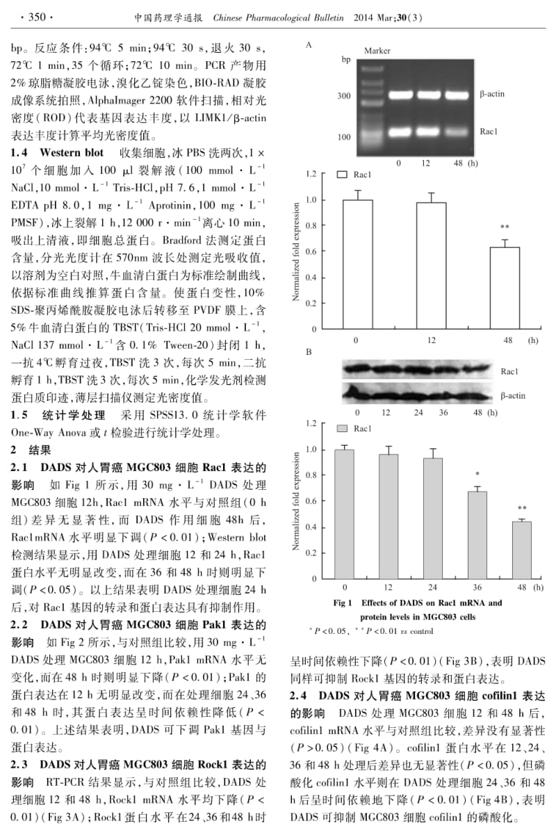 二烯丙基二硫对人胃癌MGC803细胞Rac1-Pak1_Rock1通路的影响.pdf_第2页