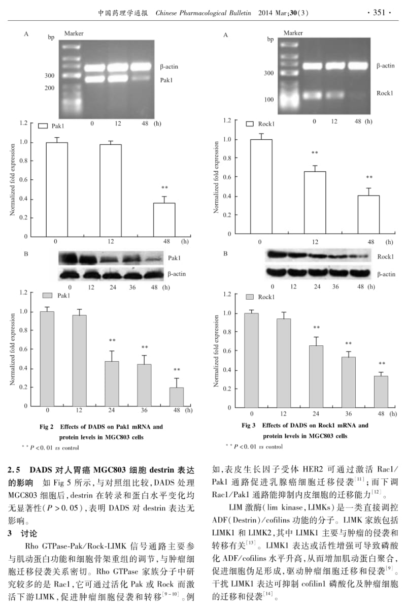 二烯丙基二硫对人胃癌MGC803细胞Rac1-Pak1_Rock1通路的影响.pdf_第3页