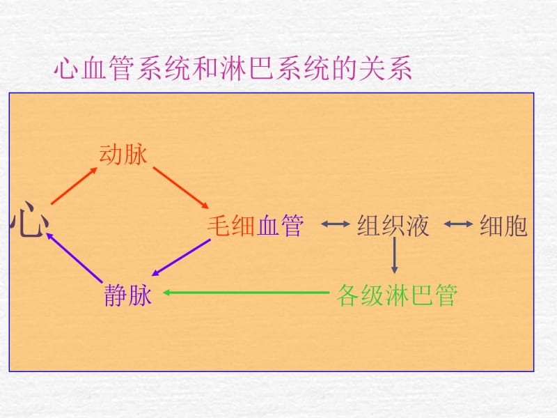 心血管系统解剖学课件12名师编辑PPT课件.ppt_第3页