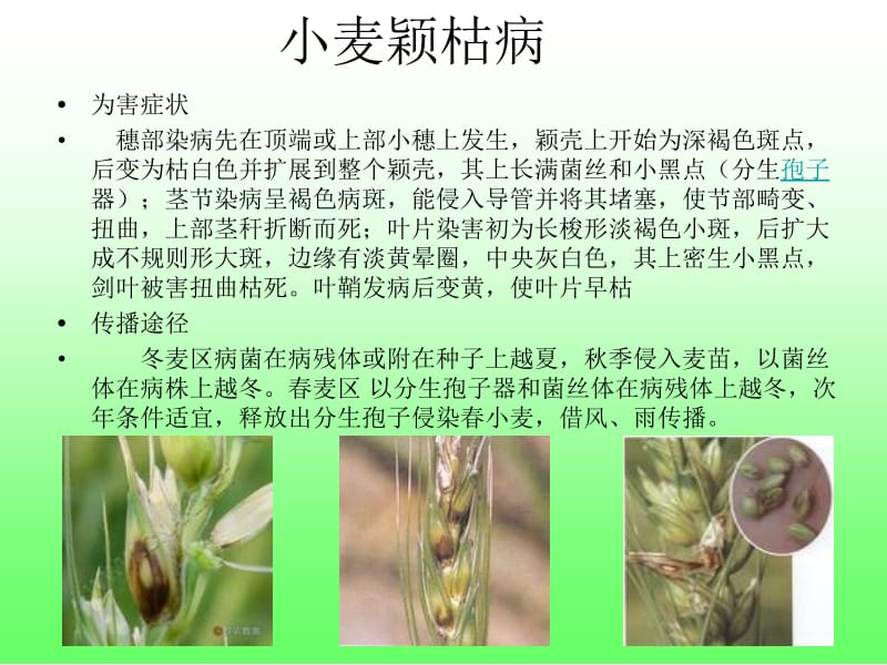 小麦病虫害防治名师编辑PPT课件.ppt_第2页