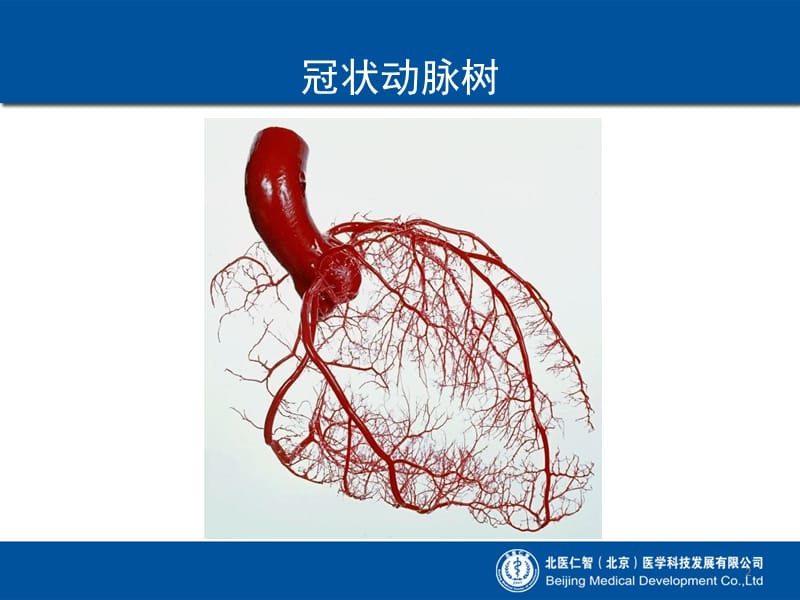 冠心病基础知识名师编辑PPT课件.ppt_第2页