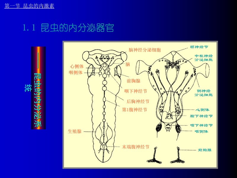 第九章昆虫的激素名师编辑PPT课件.ppt_第3页