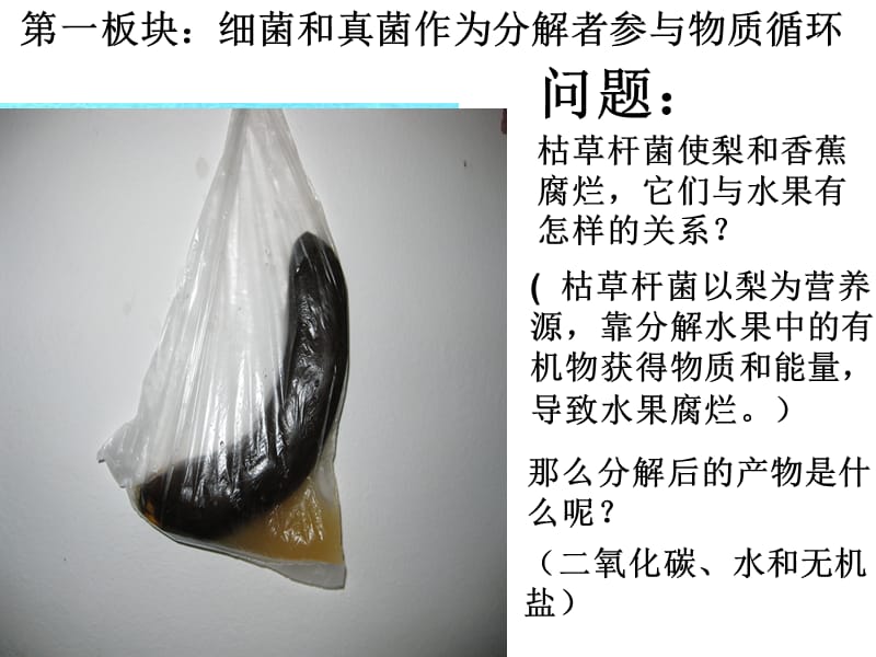 第五章细菌和真菌在生物圈中的作用名师编辑PPT课件.ppt_第3页