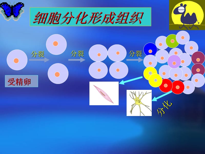 第一节动物体的结构层次名师编辑PPT课件.ppt_第2页