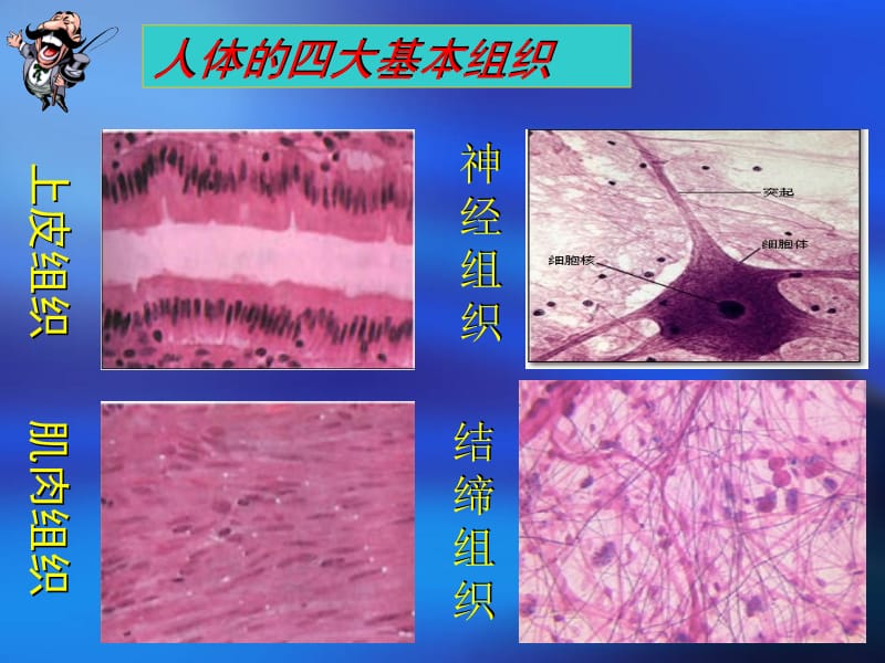 第一节动物体的结构层次名师编辑PPT课件.ppt_第3页