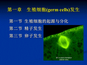 第一章生殖细胞发生名师编辑PPT课件.ppt