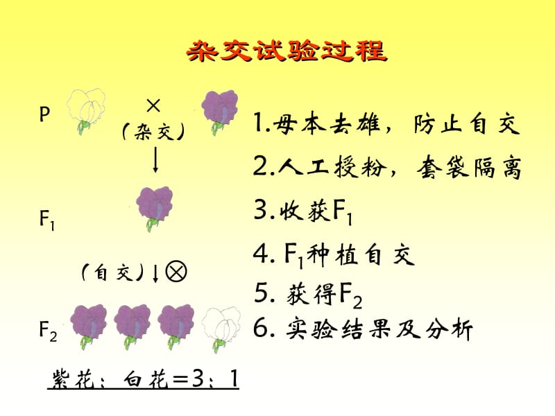 第一节基因的分离定律名师编辑PPT课件.ppt_第3页