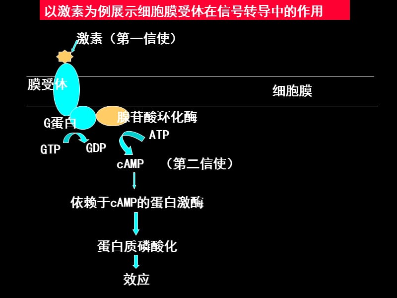 第12章细胞信号转导与疾病名师编辑PPT课件.ppt_第3页