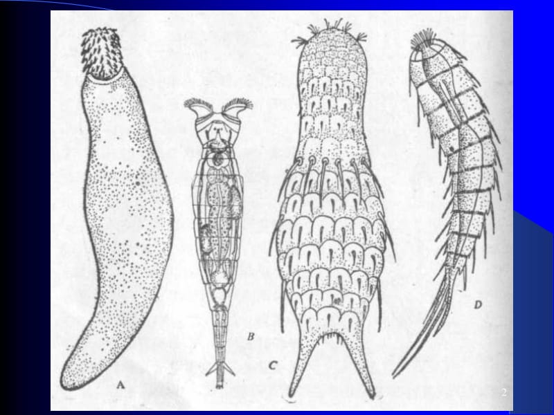 第五部分原腔动物门Protocoelomata1学时教学课件名师编辑PPT课件.ppt_第2页