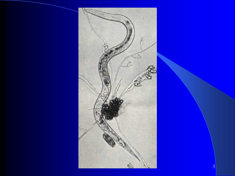 第五部分原腔动物门Protocoelomata1学时教学课件名师编辑PPT课件.ppt_第3页