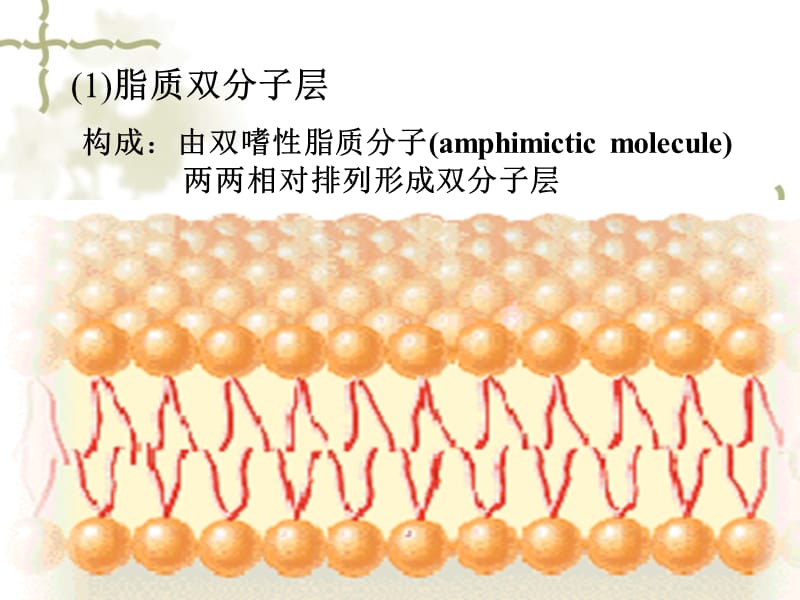 第一章细胞膜plasmamembrane的结构及转运机能名师编辑PPT课件.ppt_第3页