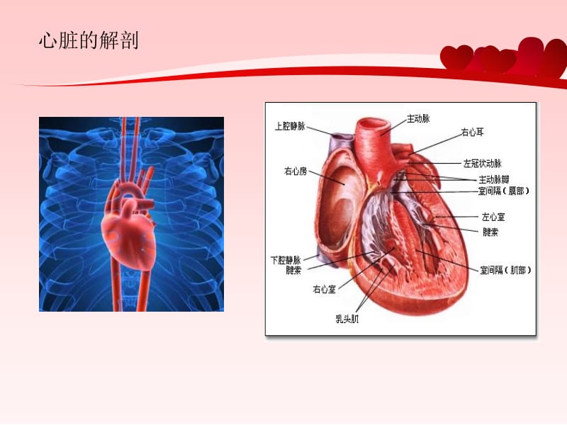 常见心脏病的预防与治疗名师编辑PPT课件.ppt_第2页