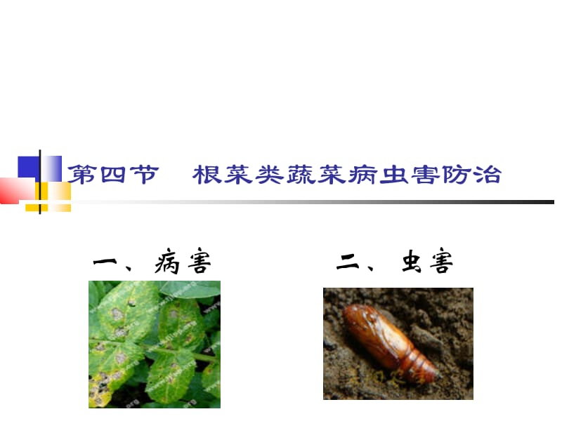 根菜类蔬菜病虫害防治名师编辑PPT课件.ppt_第1页