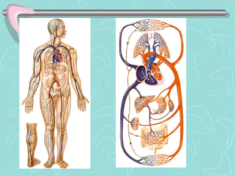 心血管系统解剖学课件10名师编辑PPT课件.ppt_第2页