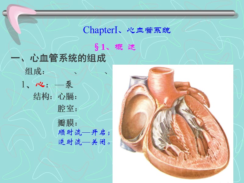 心血管系统解剖学课件10名师编辑PPT课件.ppt_第3页