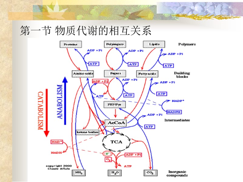 第十三章代谢调节名师编辑PPT课件.ppt_第3页