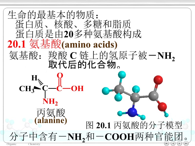 第二十章氨基酸蛋白质和核酸ppt课件名师编辑PPT课件.ppt_第3页