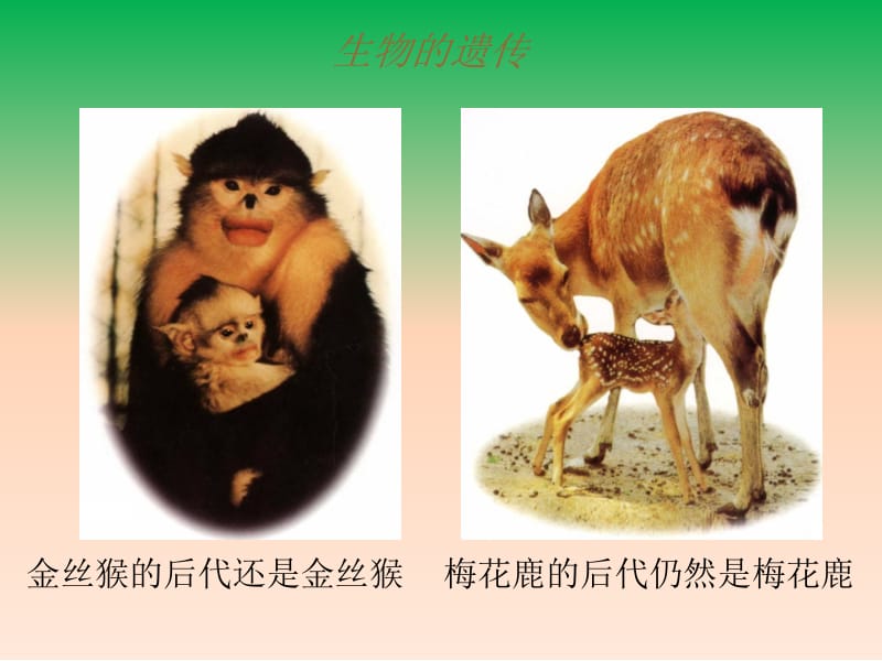 第一部分基因控制生物的状教学课件名师编辑PPT课件.ppt_第3页