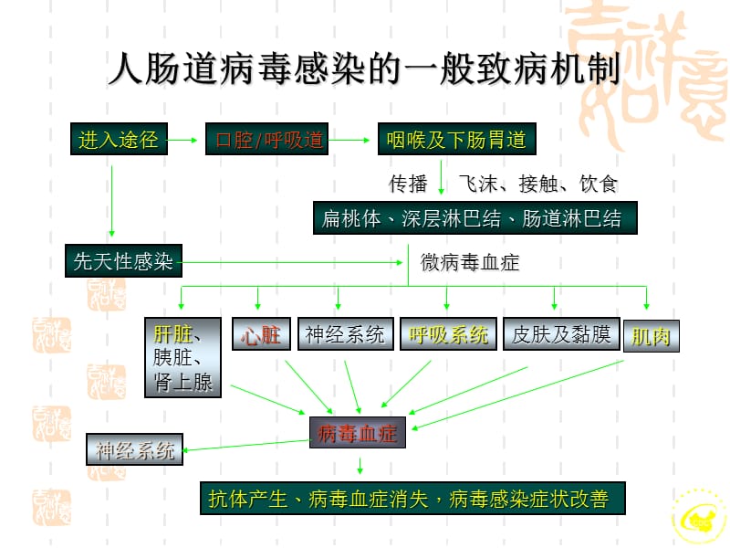 手足口病的病原学及实验室检测名师编辑PPT课件.ppt_第3页