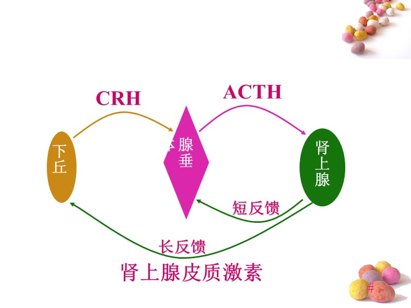 第二十九章肾上腺皮质激素类药名师编辑PPT课件.ppt_第3页