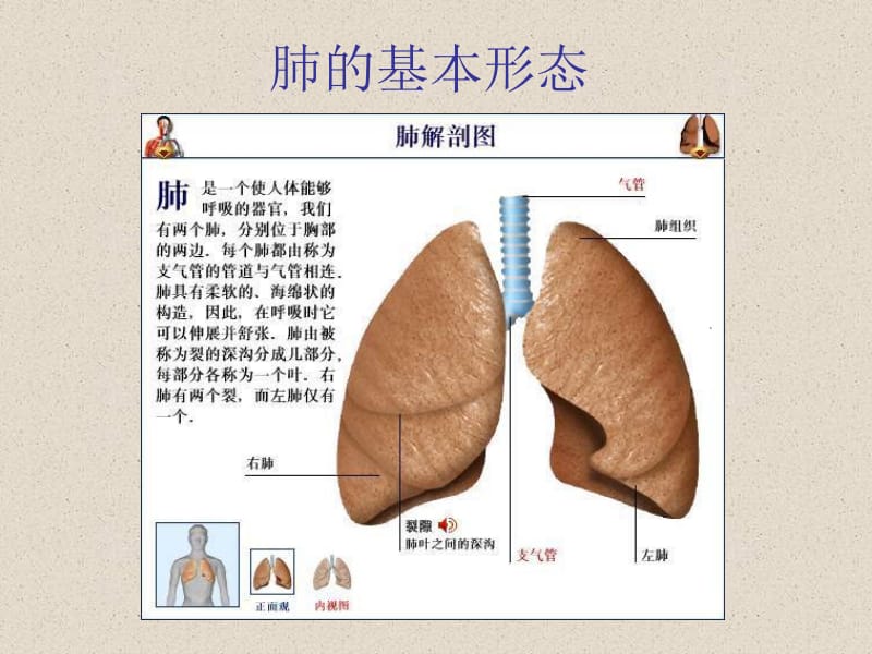 第二节发生在肺内的气体交换肺与外界气体的交换名师编辑PPT课件.ppt_第2页