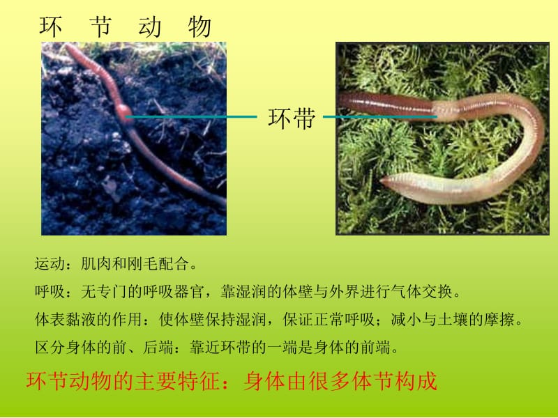 第二单元第二章生物圈中的动物名师编辑PPT课件.ppt_第2页