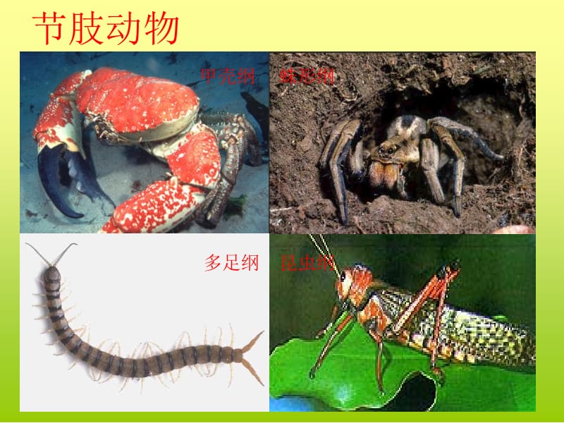 第二单元第二章生物圈中的动物名师编辑PPT课件.ppt_第3页