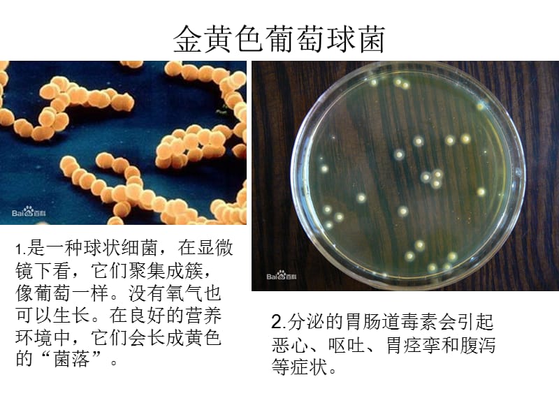 第二原核生物名师编辑PPT课件.ppt_第2页