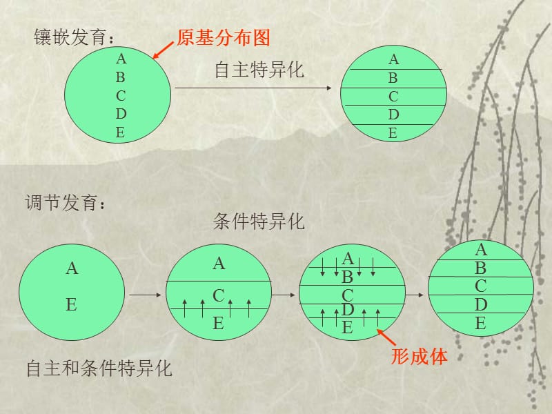 第二十四章基因调控和细胞的分化发育名师编辑PPT课件.ppt_第3页