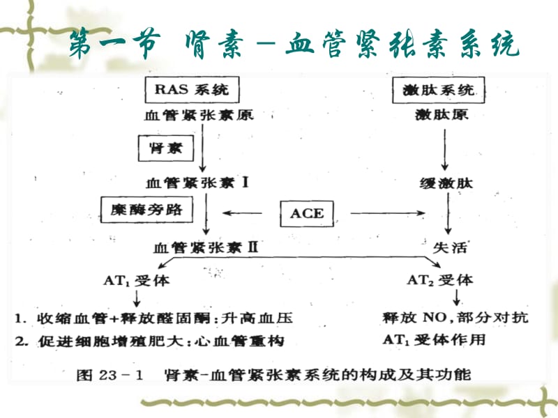 第二十三章肾素－血管紧张素系统药理()名师编辑PPT课件.ppt_第3页